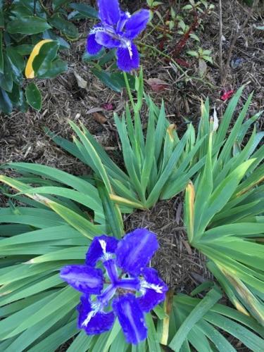 Roof Iris (Iris tectorum)