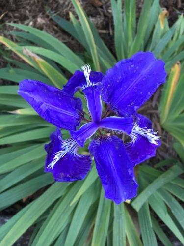 Roof Iris (Iris tectorum)