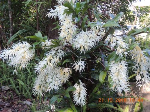 King Orchid (Dendrobium jonesii?)