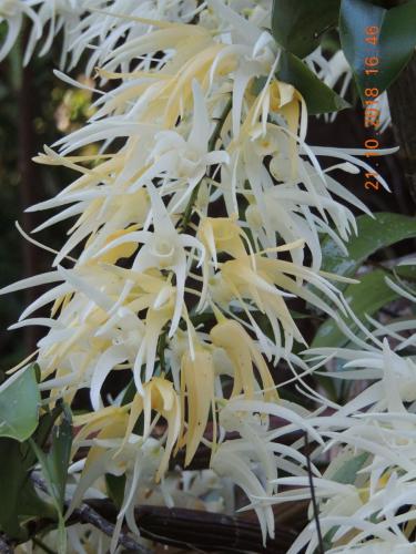 King Orchid (Dendrobium jonesii?)