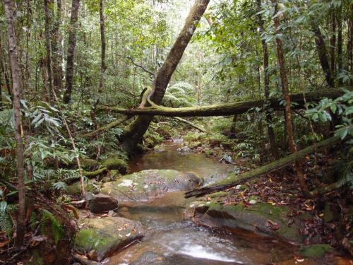 Creek near Johnstone's Clearing