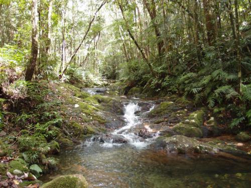 Creek near Johnstone's Clearing