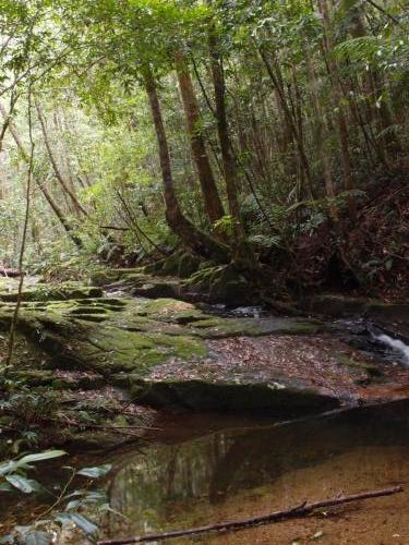 Rainforest creek