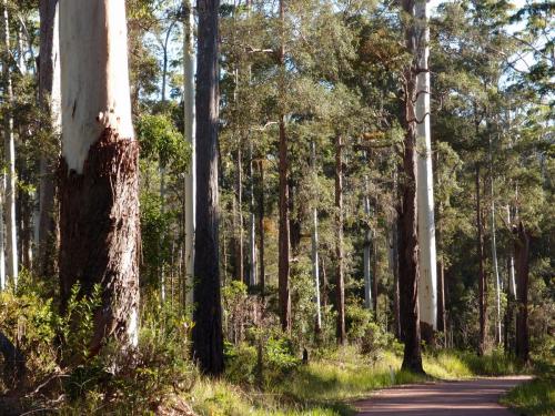 Tall Eucalyptus grandis forest west of Paluma