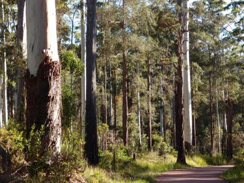 Tall Eucalypt forest west of Paluma