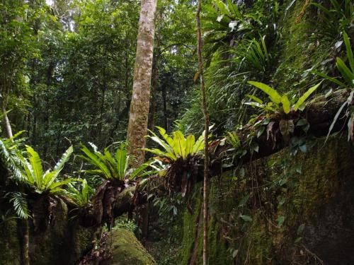 Bird's Nest Ferns near Thorsten's Rock Garden