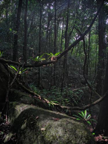 Forest near Thorsten's Lookout