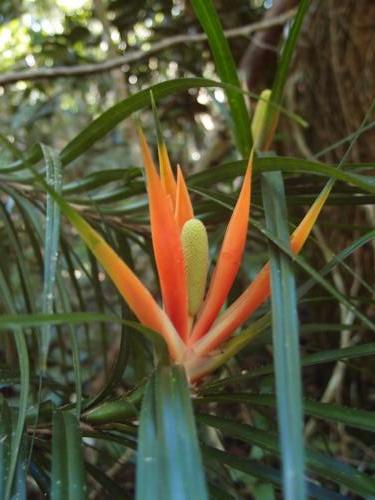 Fruiting phase of climbing Pandanus