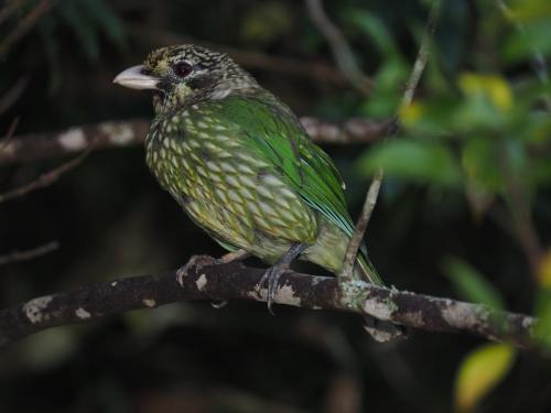 Spotted Catbird