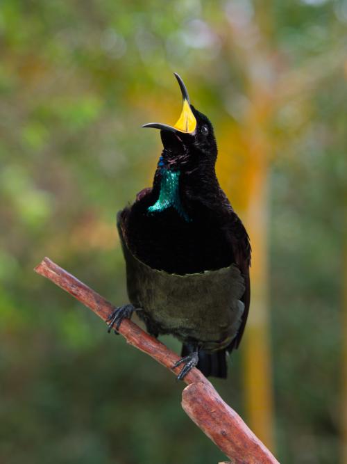 Riflebird
