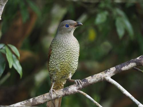 Satin Bowerbird (female)