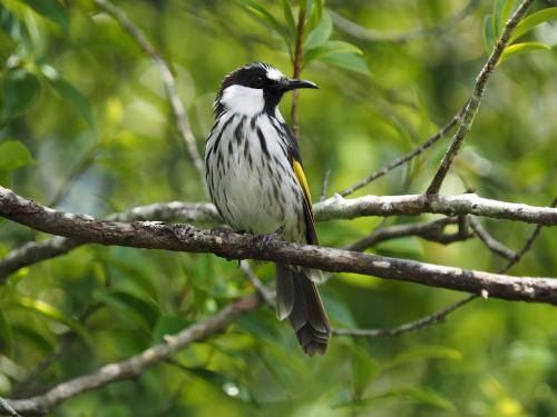 White-cheeked Honeyeater