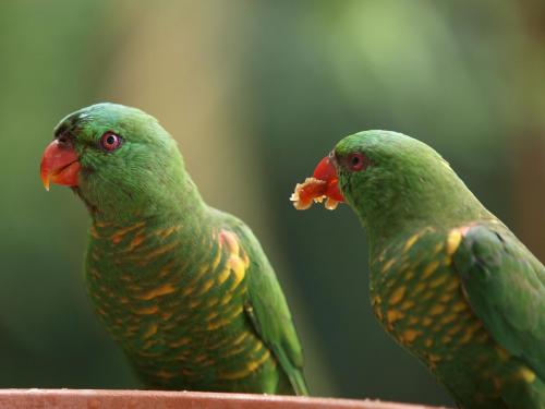 Scaley-breasted Lorikeet