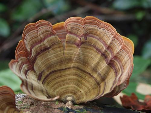 Golden Curtain Crust (Stereum ostrea)