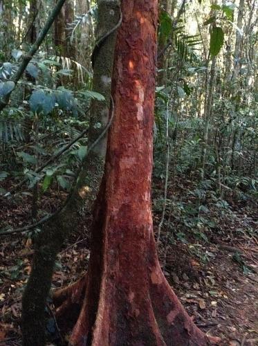 Paperbark satinash (Syzygium papyraceum)