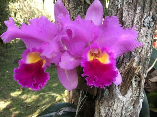 Pink Madonna orchid (Cattleya trianaei)