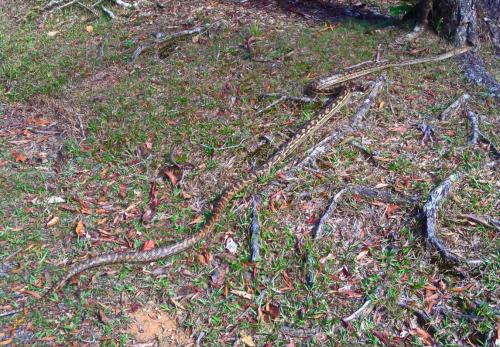 Amethystine python (Morelia amethistina)