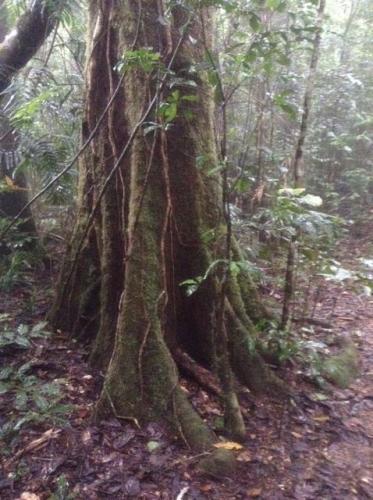 Quandong (Elaeocarpus grandis) trunk