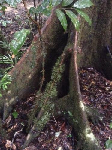 Quandong (Elaeocarpus grandis) butresses
