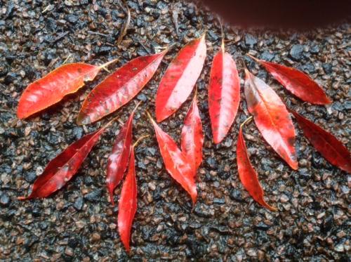 Quandong (Elaeocarpus grandis) leaves