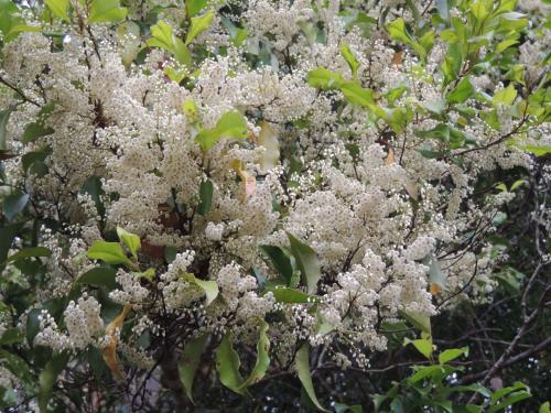 Quandong (Elaeocarpus grandis) flowers