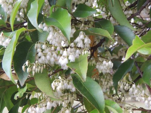 Quandong (Elaeocarpus grandis)