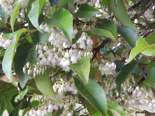 Quandong (Elaeocarpus grandis) flowers