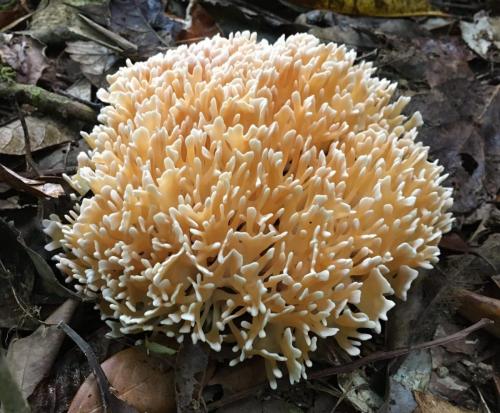 Coral Fungi (Aphelaria sp)