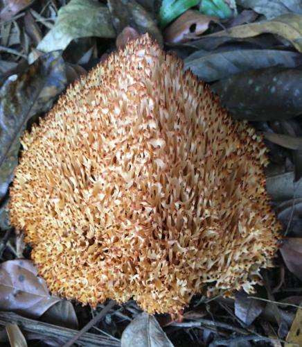 Coral Fungi (Aphelaria sp)