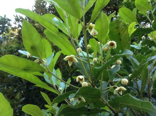  Blush Alder (Sloanea australis)