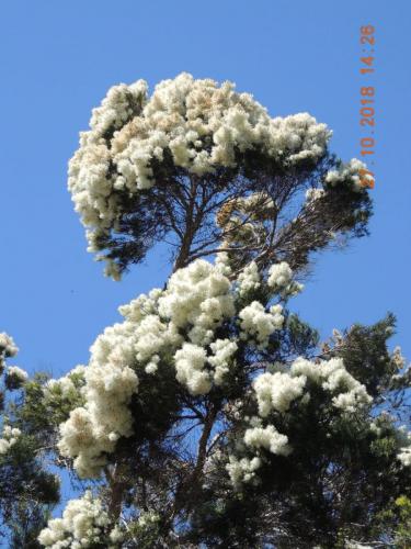 Snow in Summer (Melaleuca linariifolia)