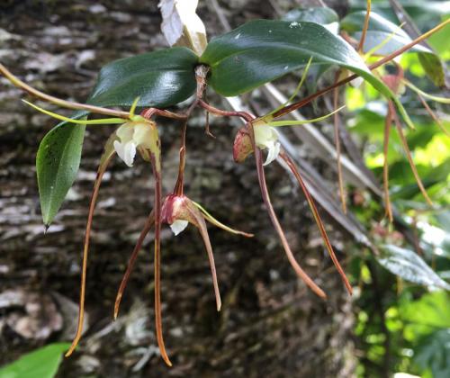 Spider Orchid (Dendrobium tetragonum var. giganteum)