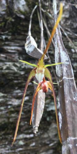 Spider Orchid (Dendrobium tetragonum var. giganteum)
