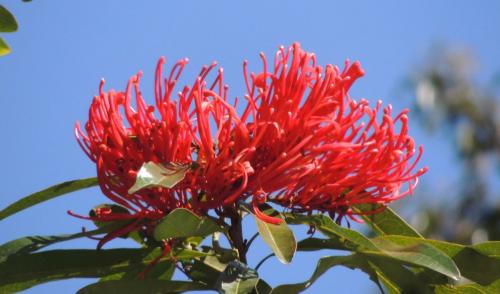 Tree Waratah (Alloxylon flamelleum)