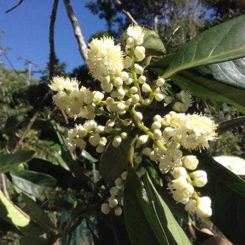 White Hazelwood flower (Simplocos chinchinensis)