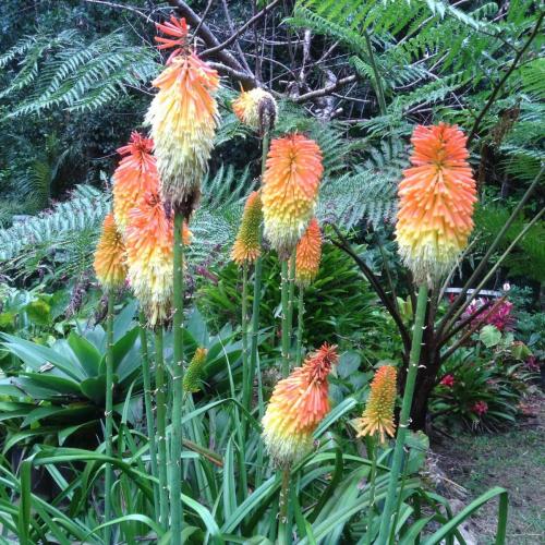 red hot poker