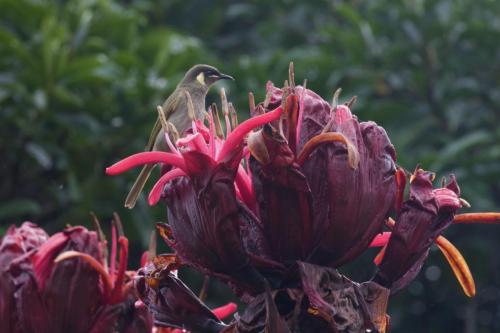 Gymea lily flower