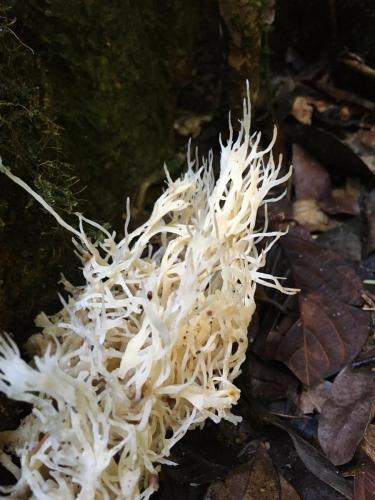 Coral Fungus (Aphelaria sp)