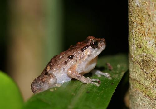 Southern Ornate Burrowing Frog (Cophixalus australis)
