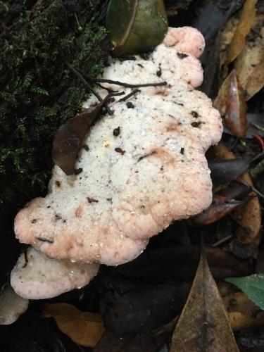 Shelf Fungi (Ryvardenia cretacea?)