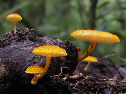 Golden-scruffy Collybia (Cyptotrama asprata)