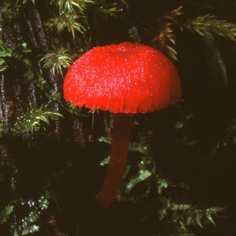 Hygrocybe sp cf miniata