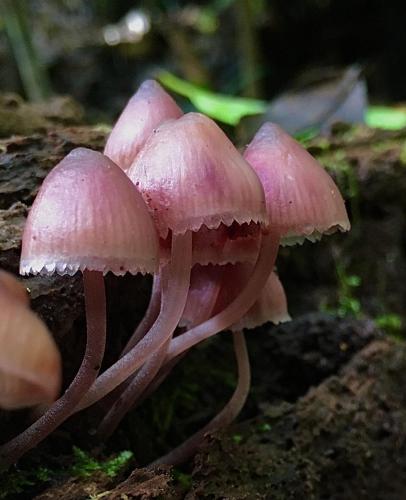 Bleeding Fairy Helmet (Mycena haematopus)