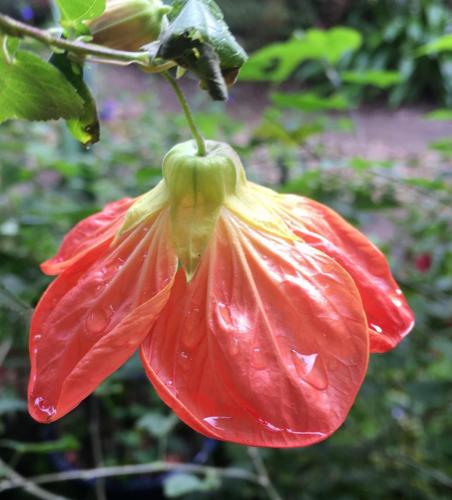 Abutilon variety (Chinese lantern 1)