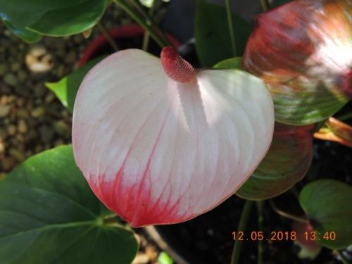 Anthurium