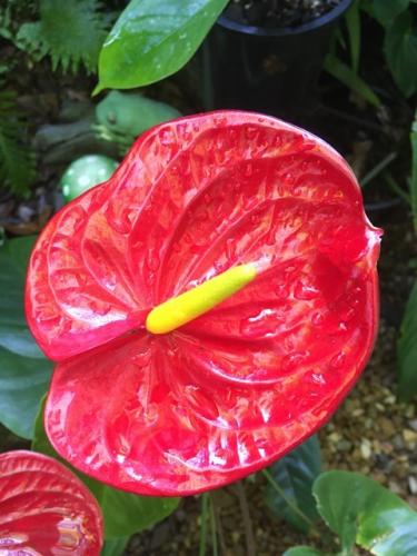 Anthurium