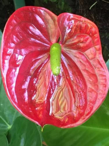 Anthurium