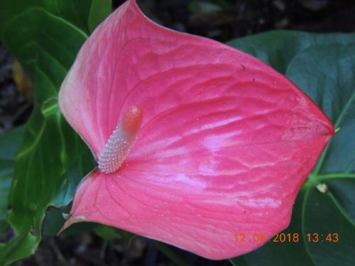 Anthurium