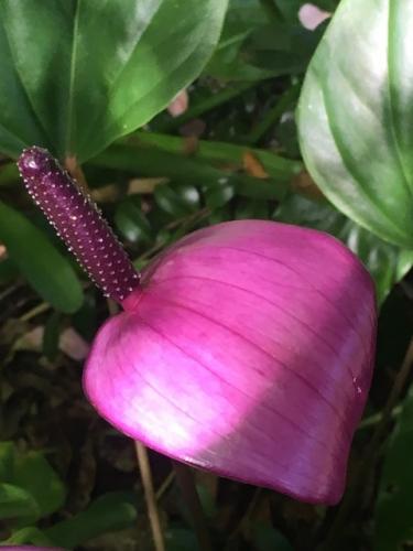 Anthurium