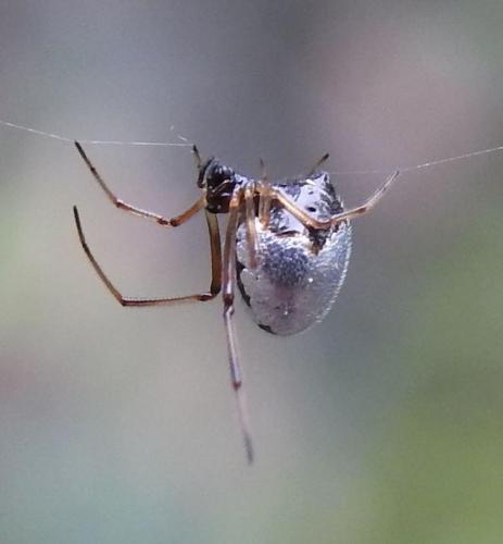 Dew drop spider (Argyrodes antipodianus)